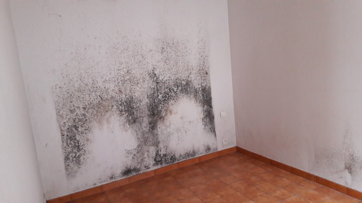 Moisissures - Expertise humidité à Rennes